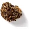 Maitake paddenstoel miniatuur