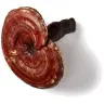 Reishi paddenstoel miniatuur